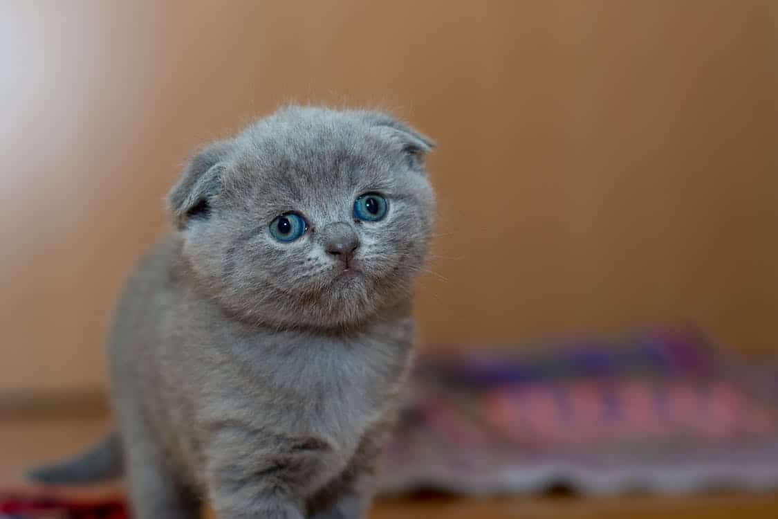 Zieke Kat behandelen
