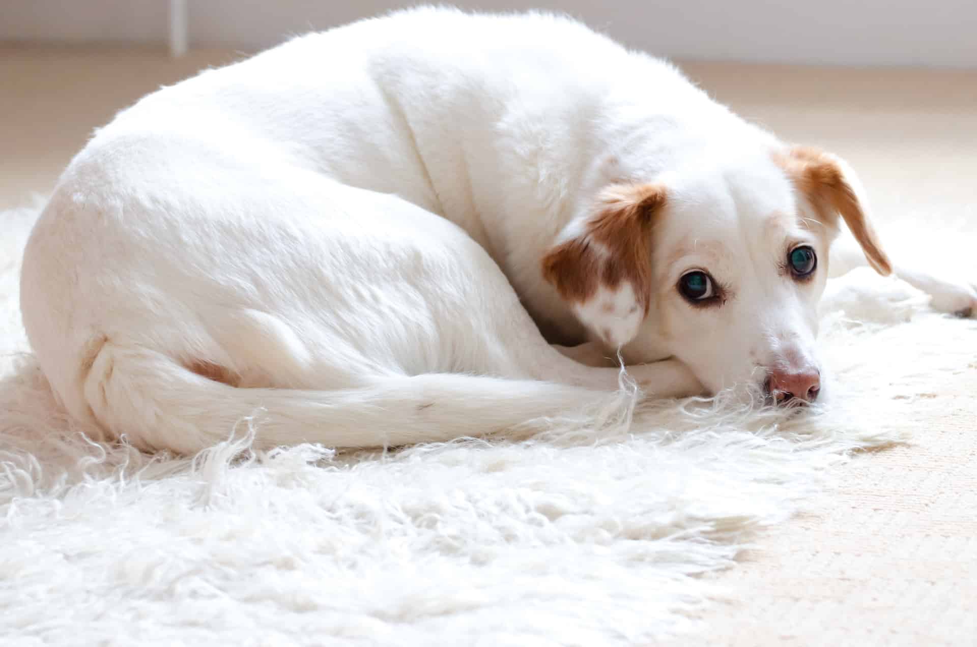 Temperatuur hond