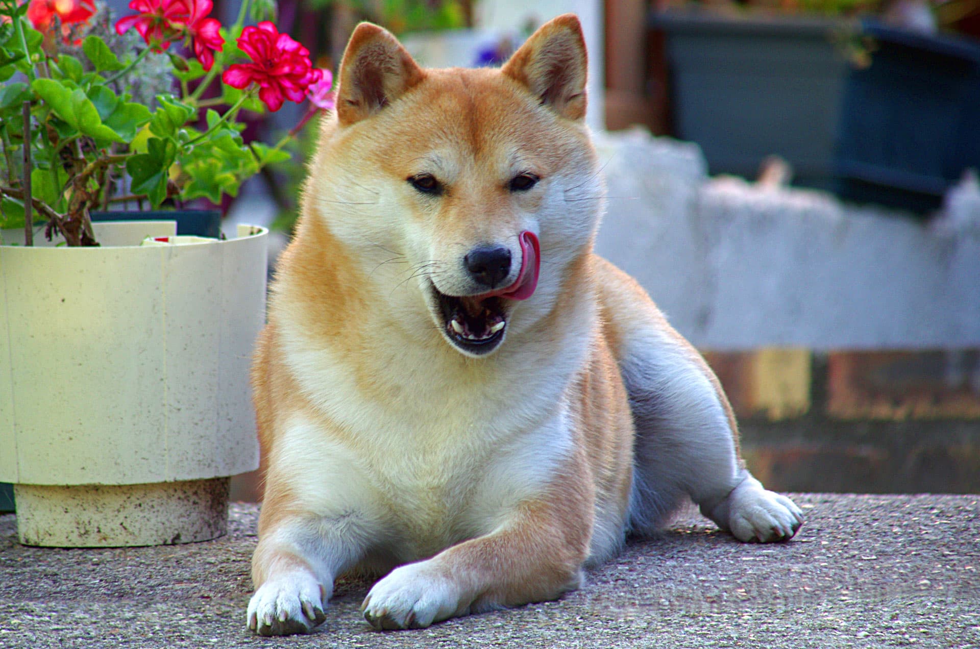 botbreuk hond