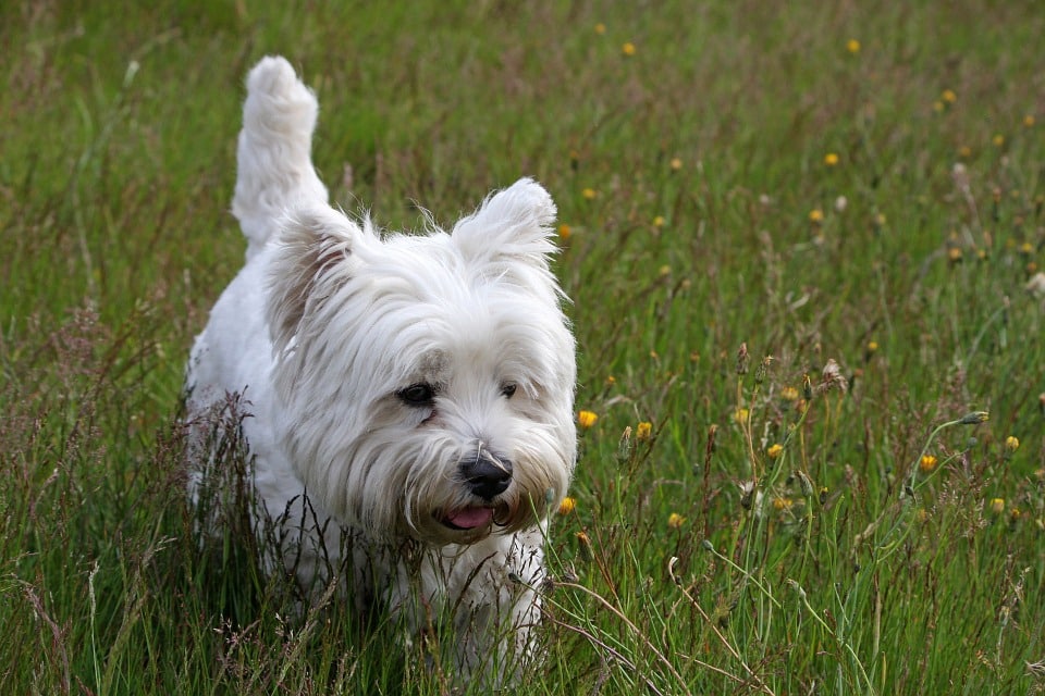 Hoelang is een hond zwanger