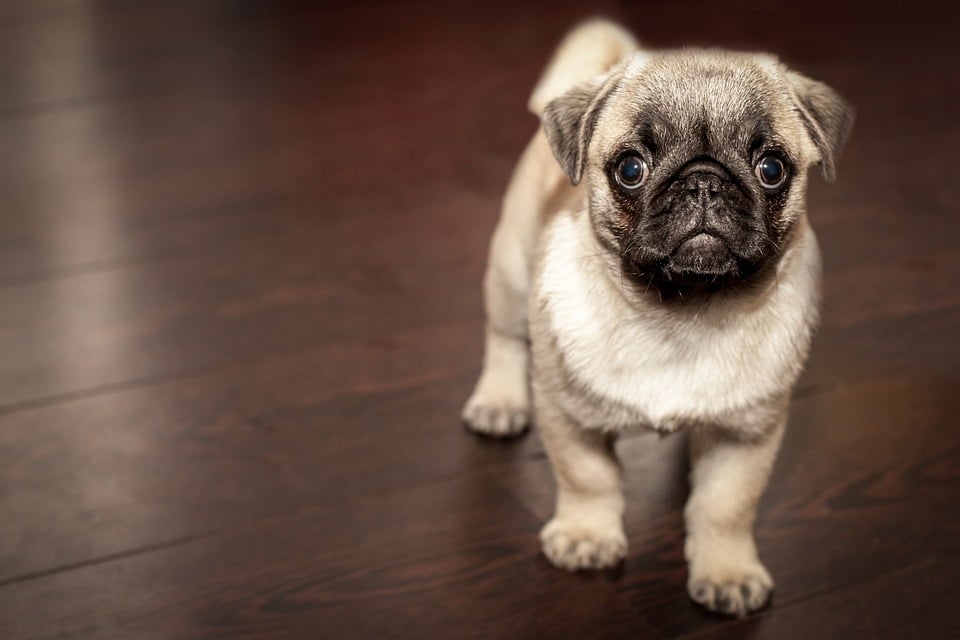 Inenting hond kennelhoest