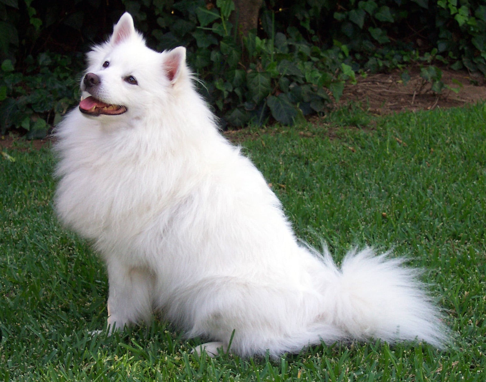 luizen hond