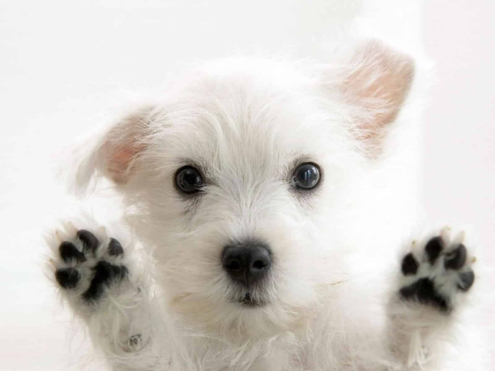 Kosten MRI scan hond 2