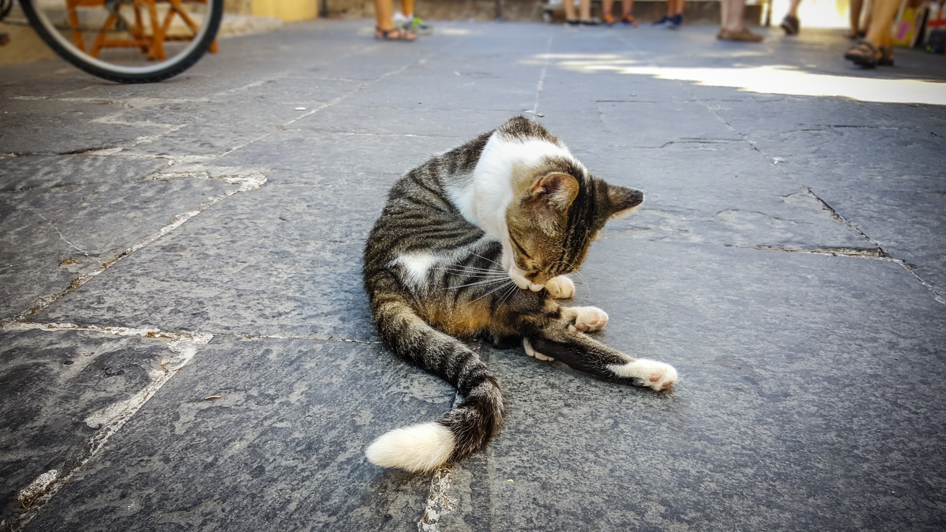 Kosten amputatie poot kat 2
