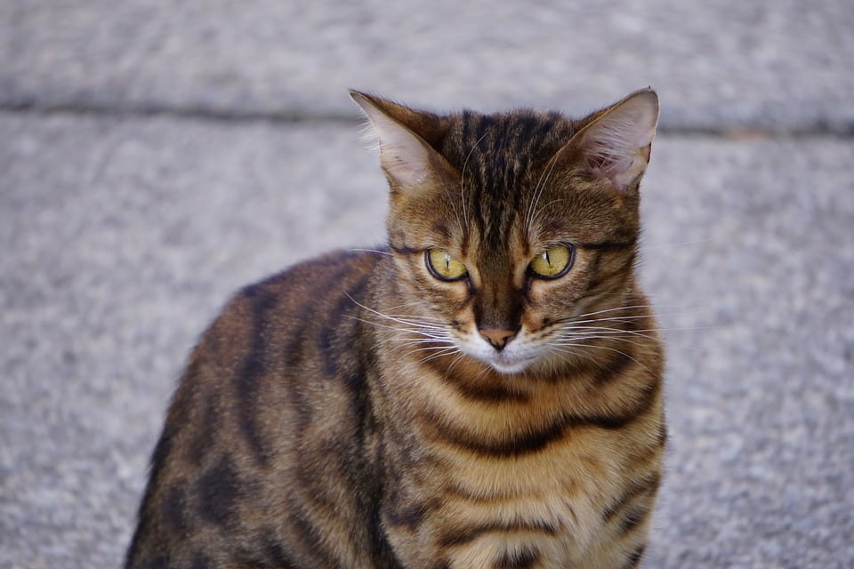 Kosten kat poot amputatie