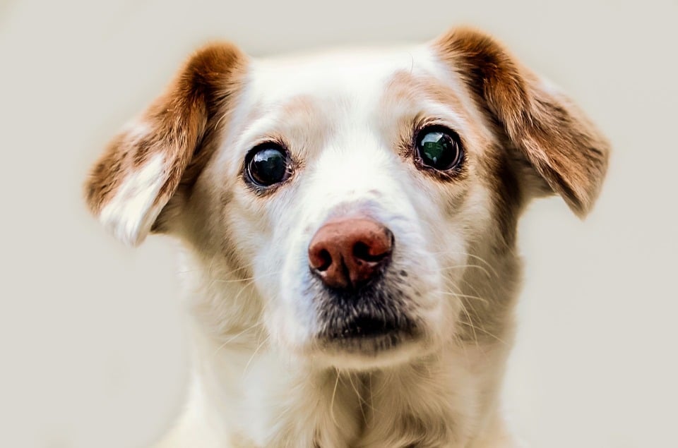 Kosten hond leverhunt