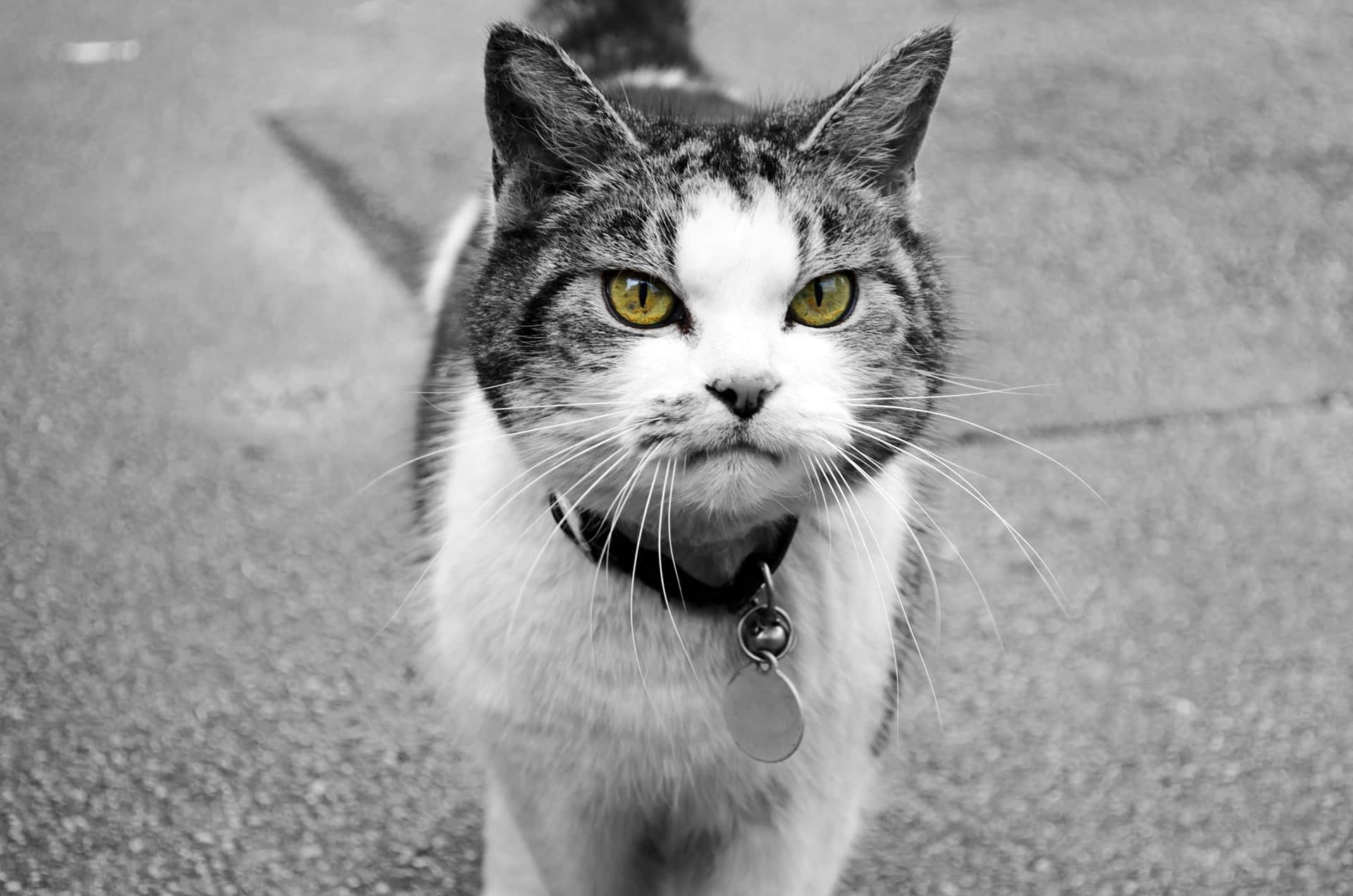 Kosten kat gebitsreiniging 2