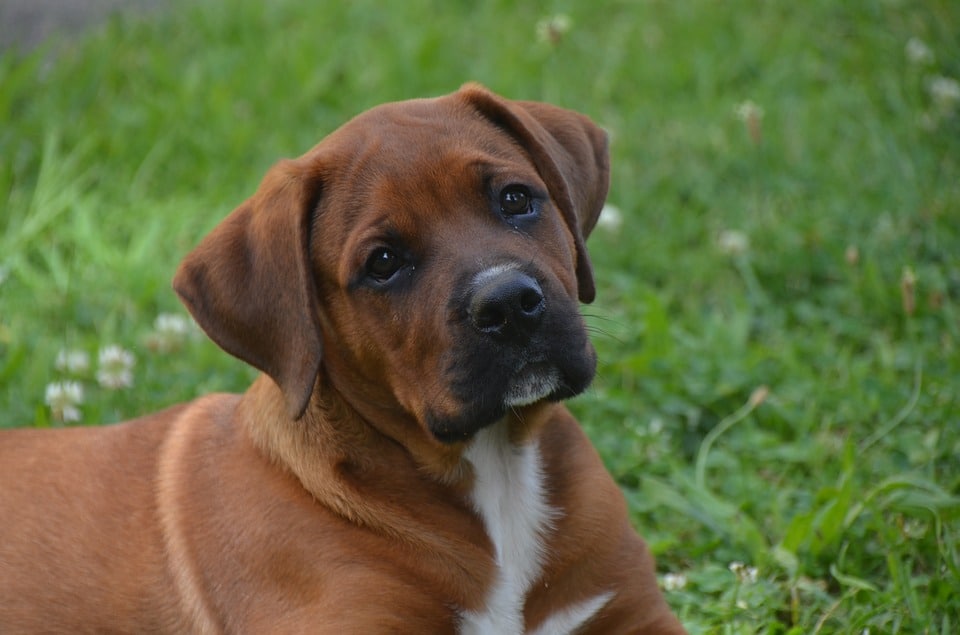 prikpil hond kosten