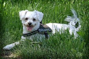 bichon frise