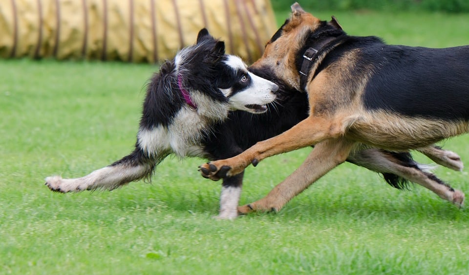 Castreren hond