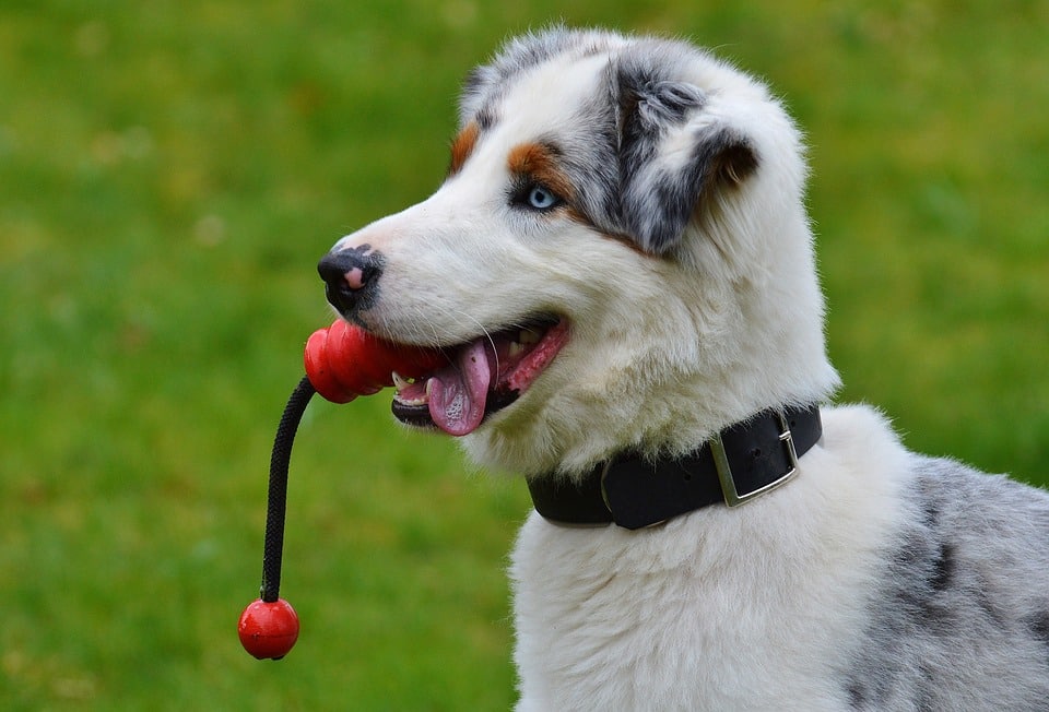 Rode oren hond - afbeelding
