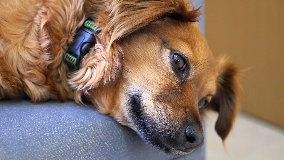Hond derde ooglid