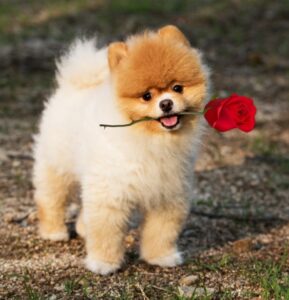 pomeranian