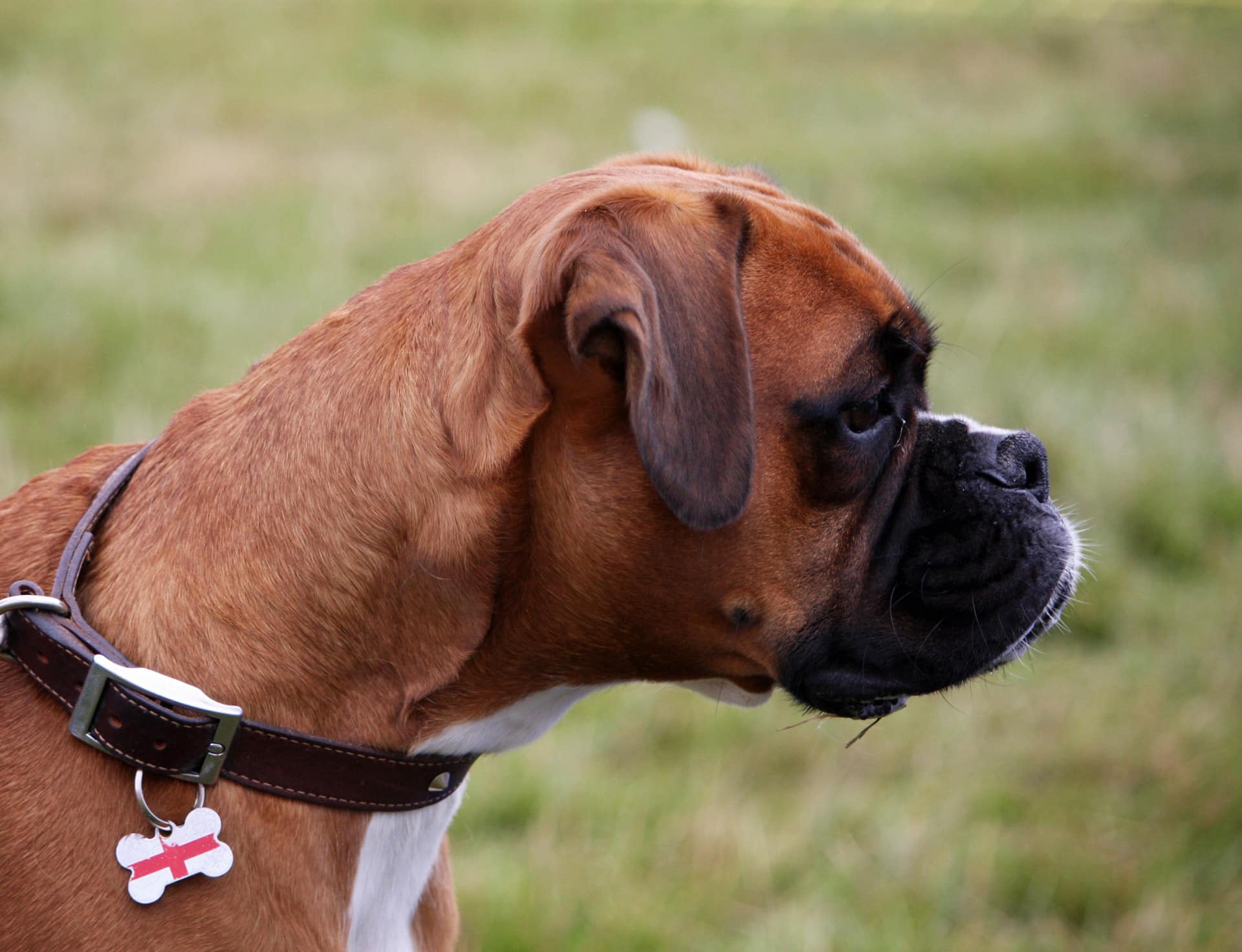 Zwangerschap hond