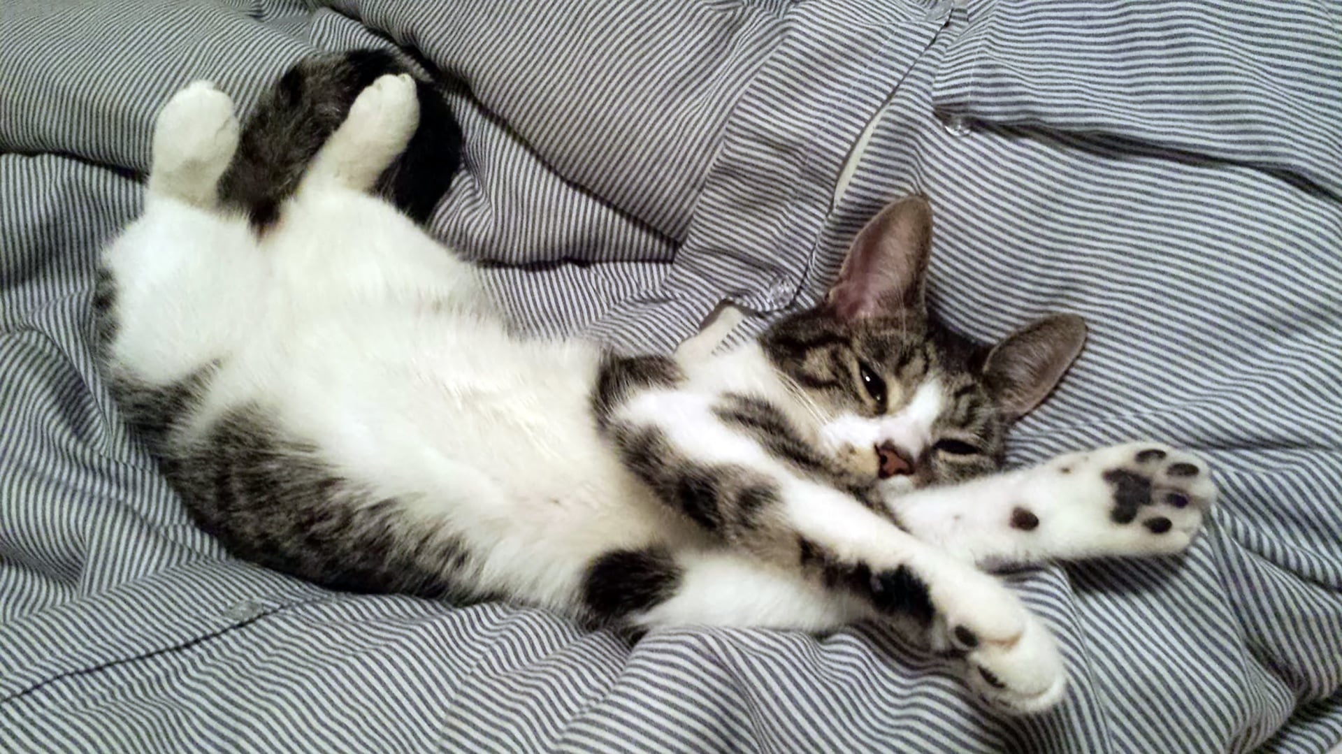 echo kat 2
