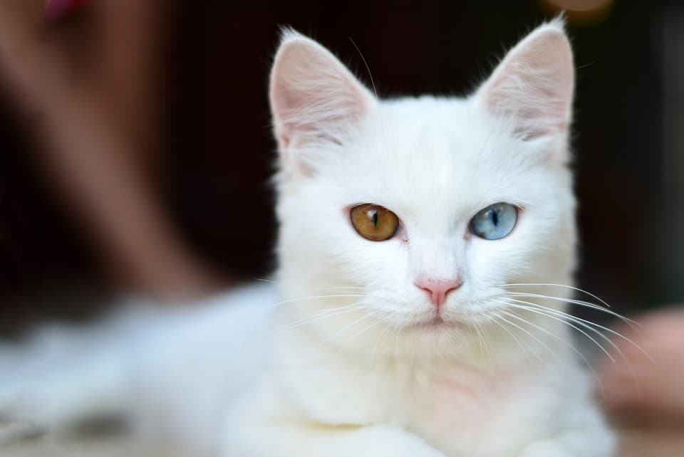 echo kat