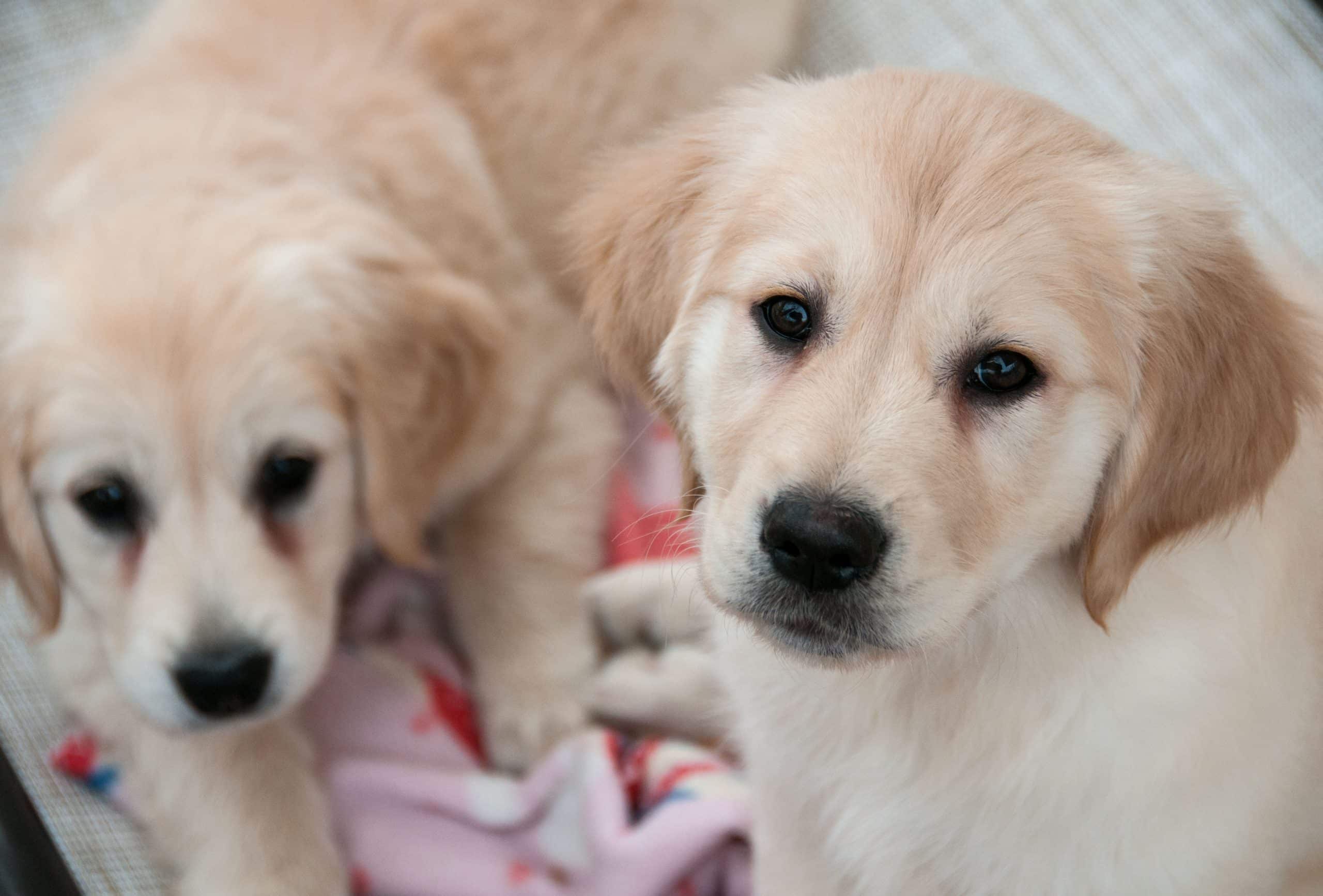 Puppy zindelijk