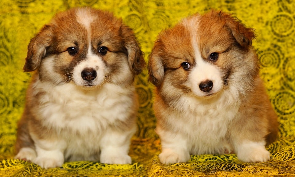 Losse knieschijf bij honden