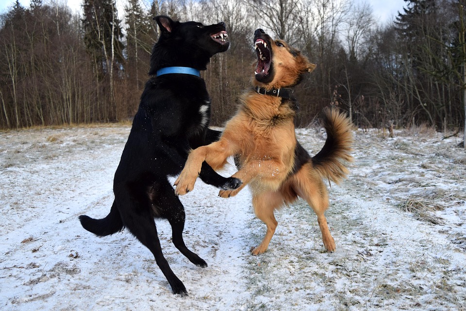 Blaffende honden 