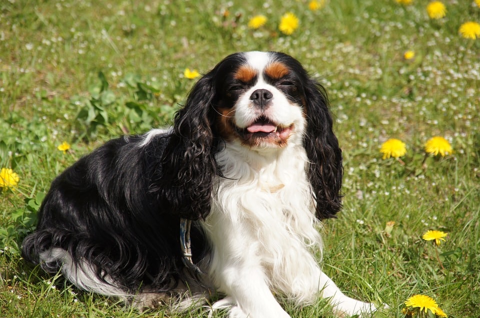 Ik wil een hond