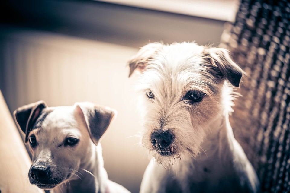 Rabiës inenting bij honden