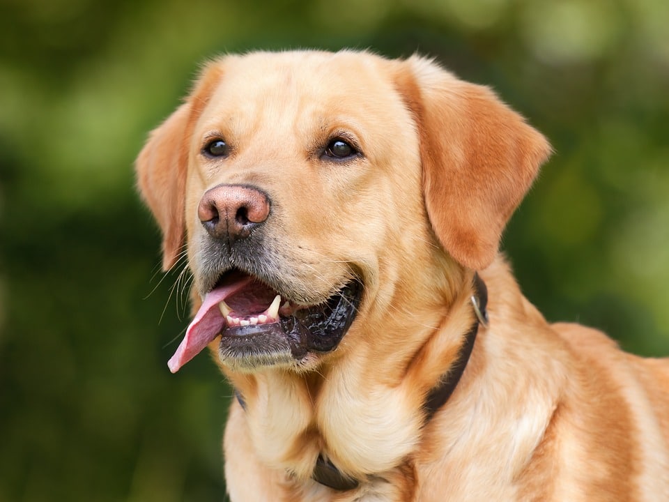 jaarlijkse inentingen hond