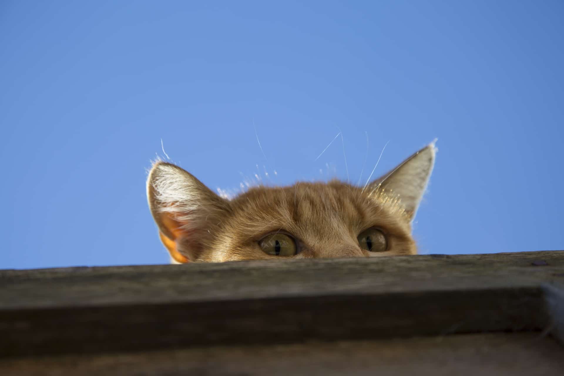 kosten chippen kat