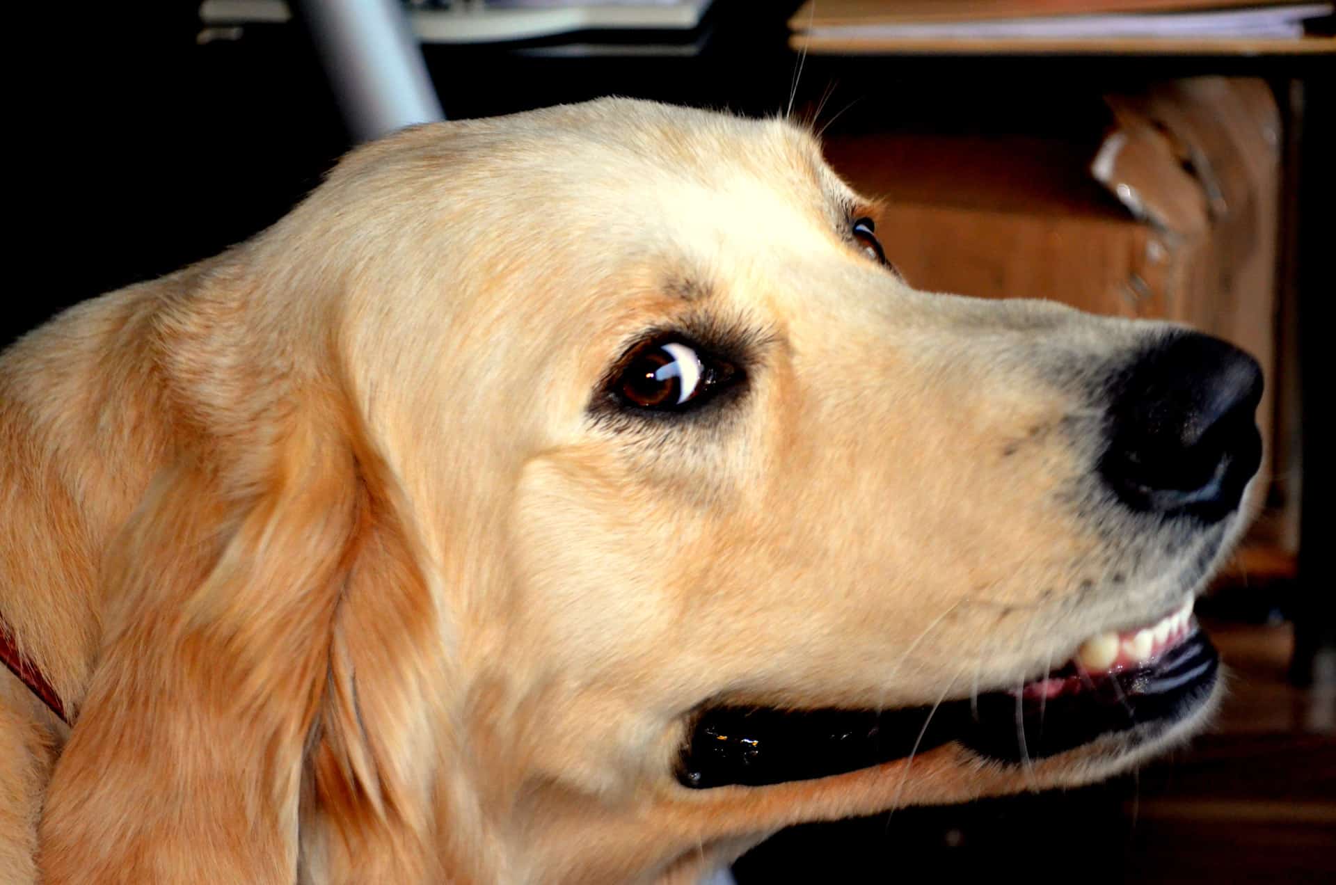 kosten hond leverhunt 2
