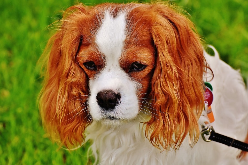 Hond derde ooglid
