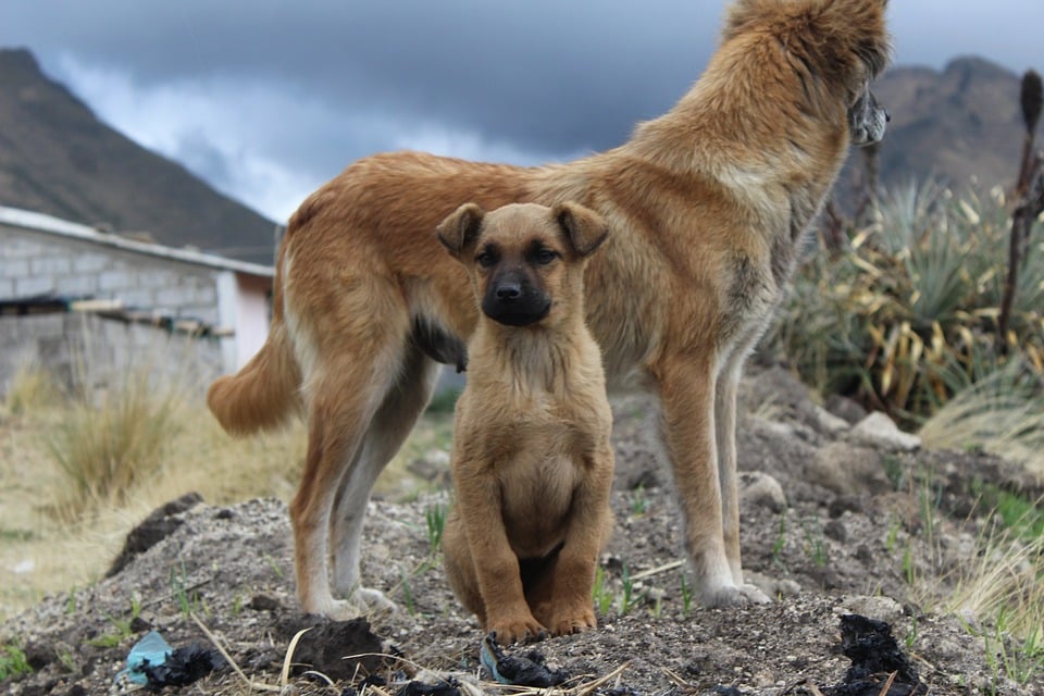 kosten operatie hond