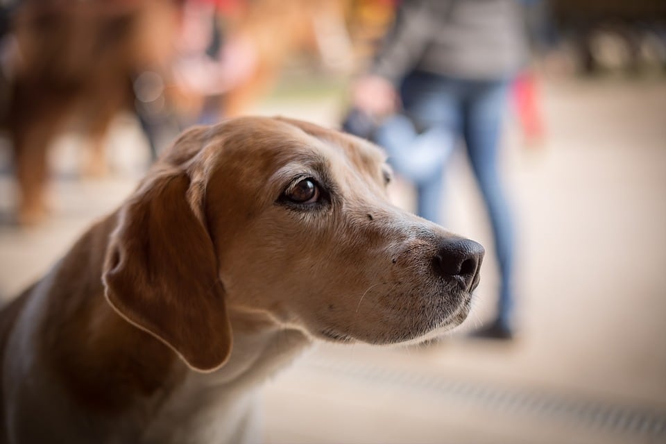 Kosten Honden Sterilisatie