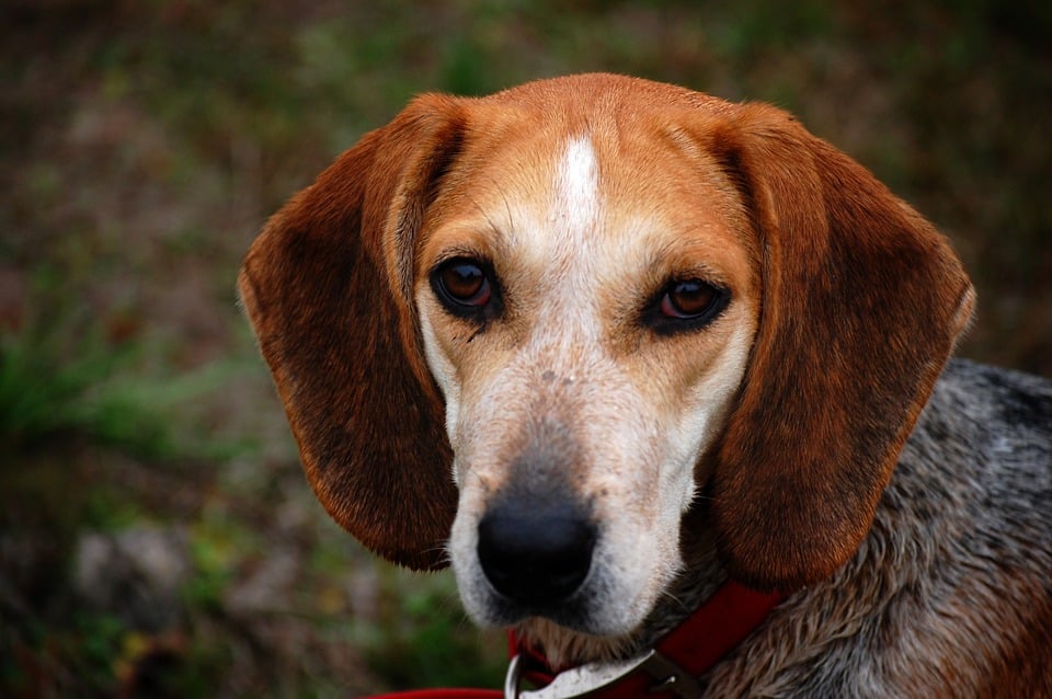 niezen hond