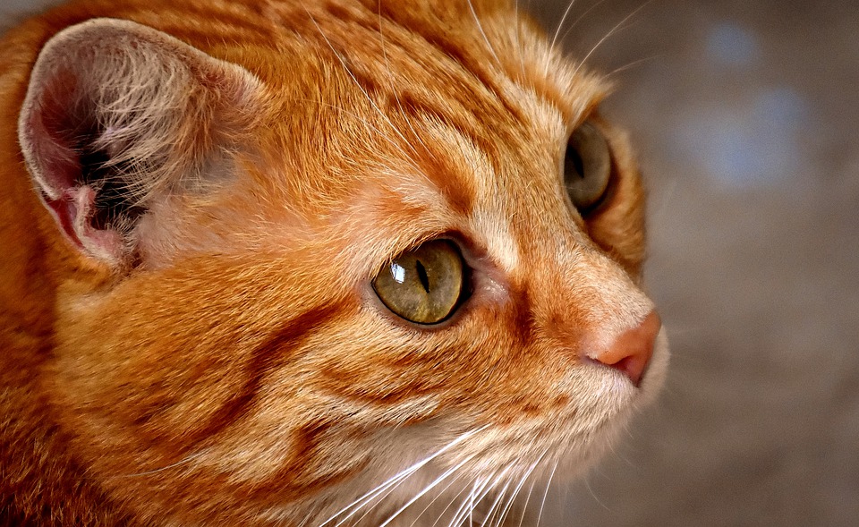 operatie kat tumor