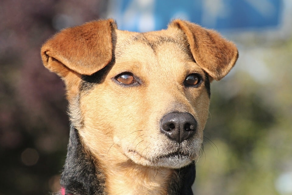 operatie liesbreuk hond