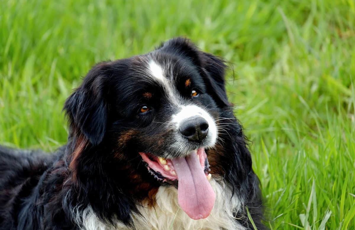 puppy heeft diarree 2
