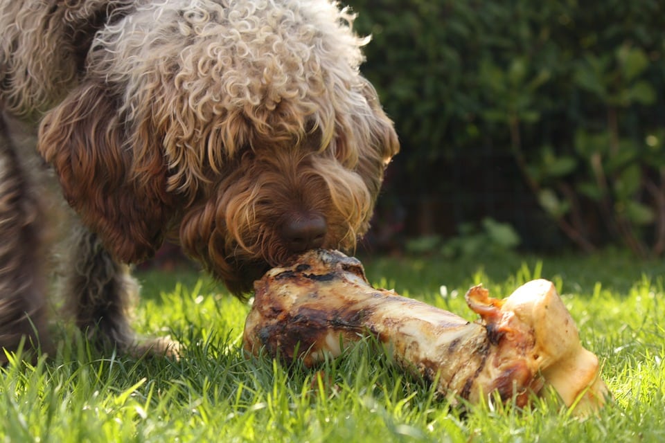 puppy heeft diarree
