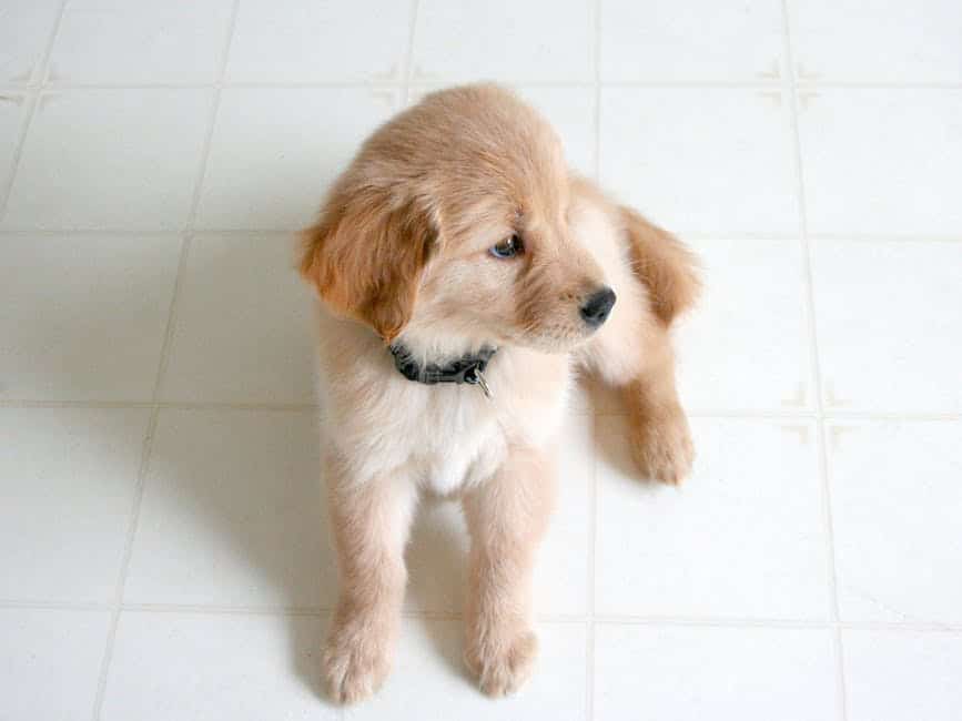 puppy jeuk 2