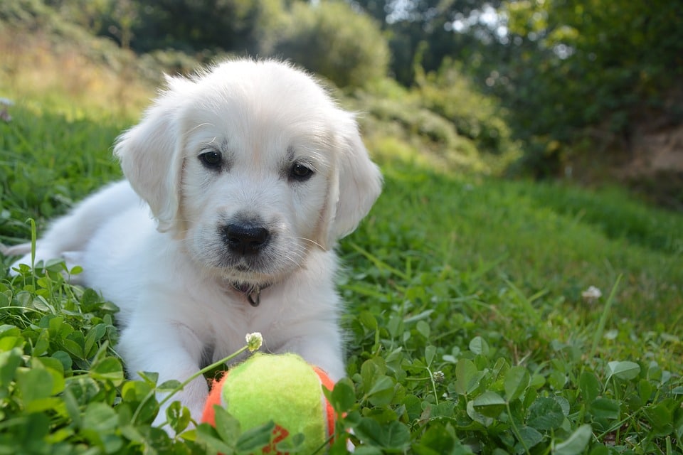 Puppy jeuk