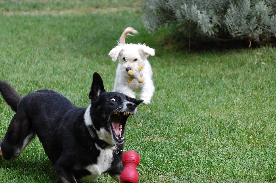 puppy opvoeden A
