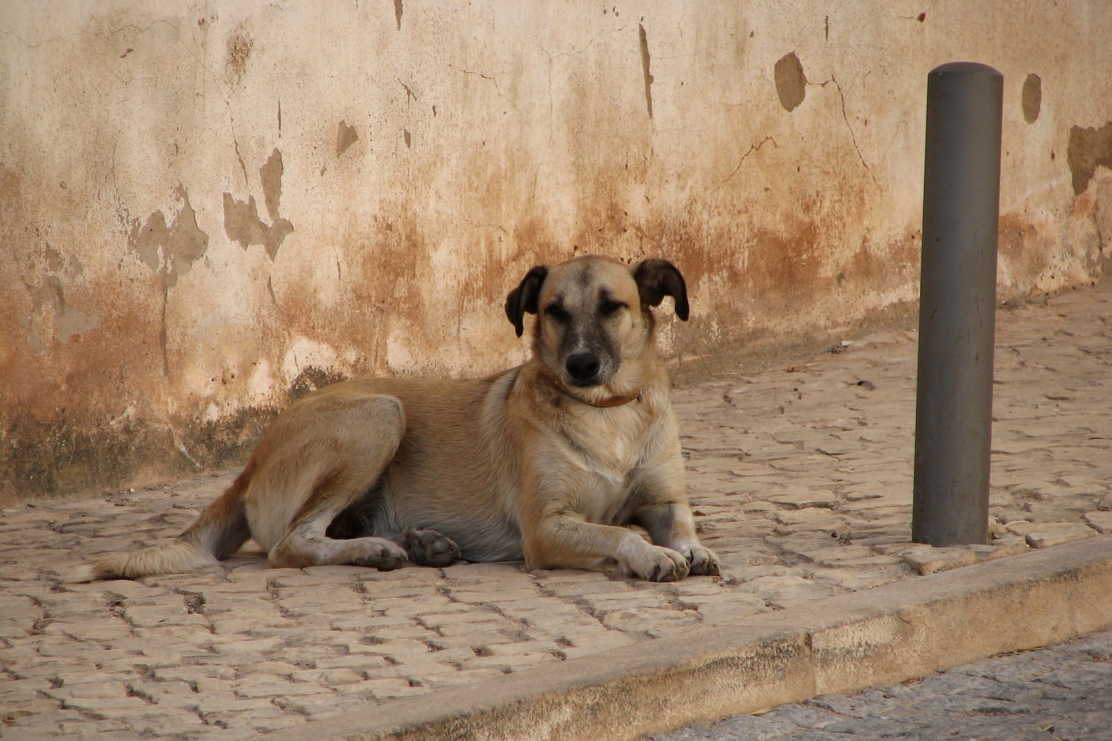 Niezen hond