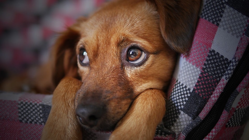 staar honden
