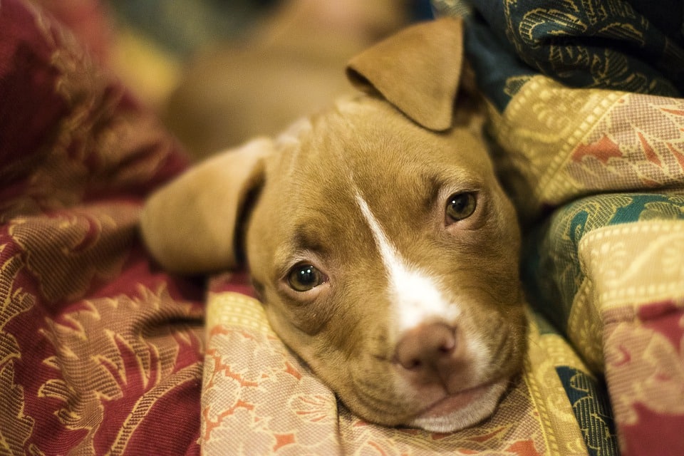 Puppy thuis