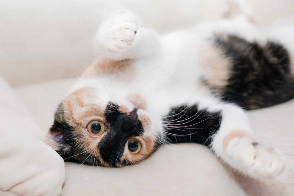 vaccinatie kat 2