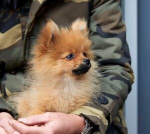vlinderhond
