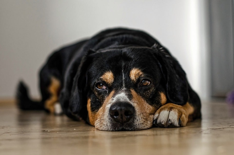 Hond op de grond