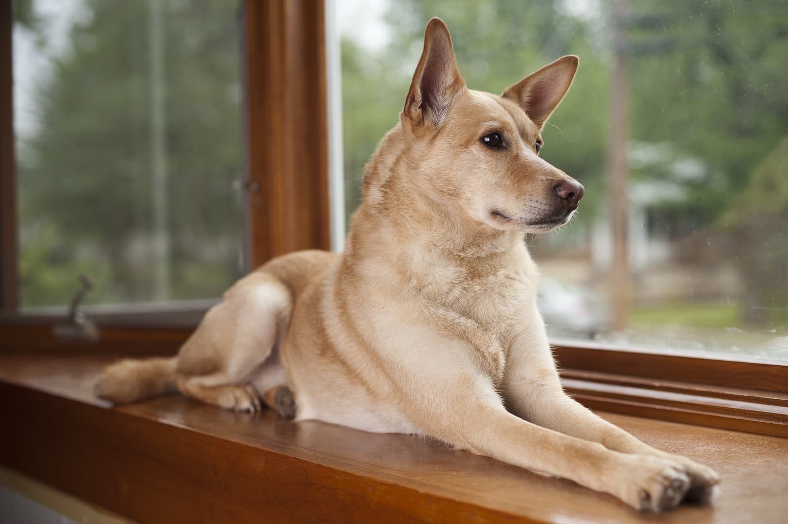 Hond uit asiel