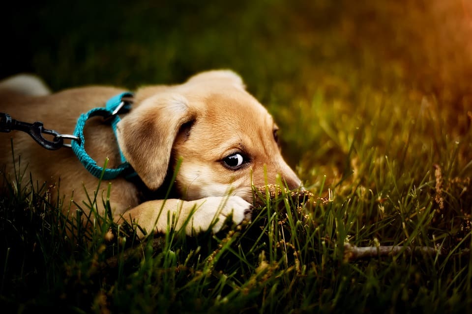 wel of niet verzekeren hond 2