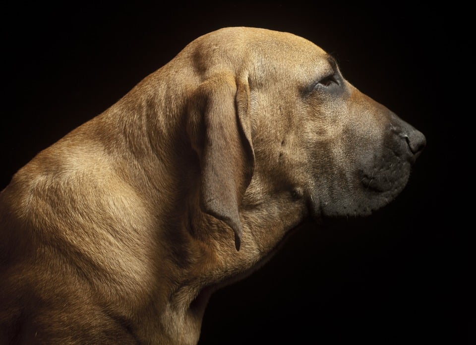 welke hond