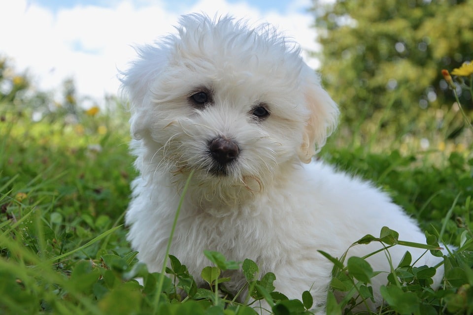 wratten honden 2