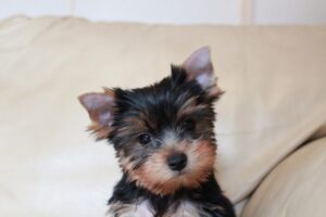 yorkshire terrier